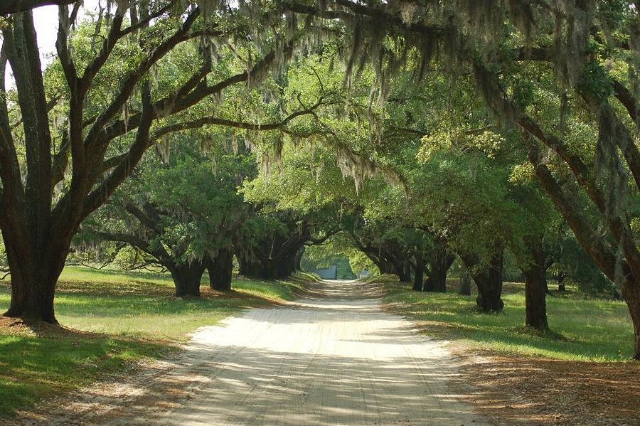 Southern Plantation Photograph by James Black - Fine Art America