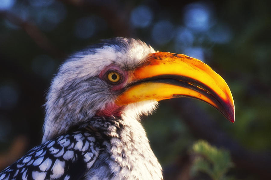 Feather Photograph - Southern Red Billed Hornbill by Marco Bertazzoni