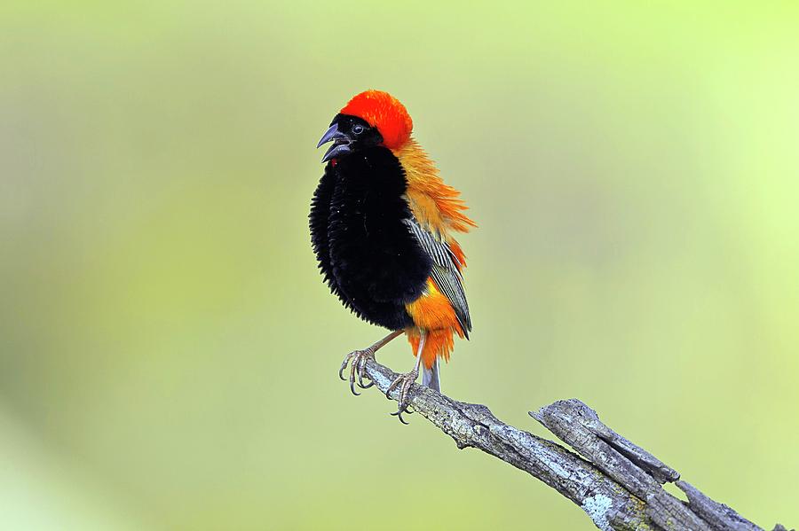 Southern Red Bishop Photograph by Nicolas Reusens