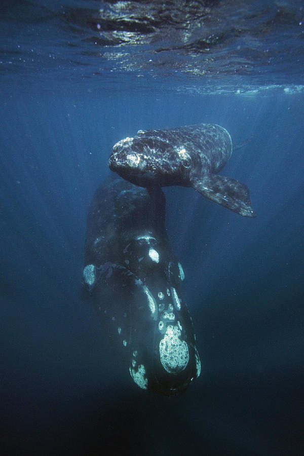 Southern Right Whale And Calf Valdes Photograph by Hiroya  Minakuchi