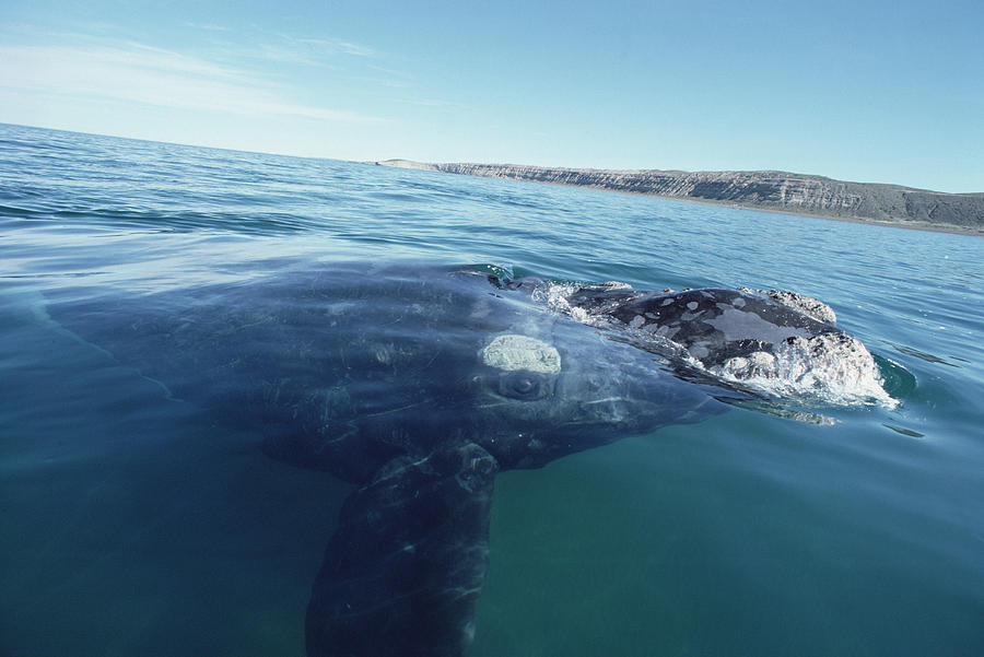 Southern Right Whale At Surface Photograph by Flip Nicklin