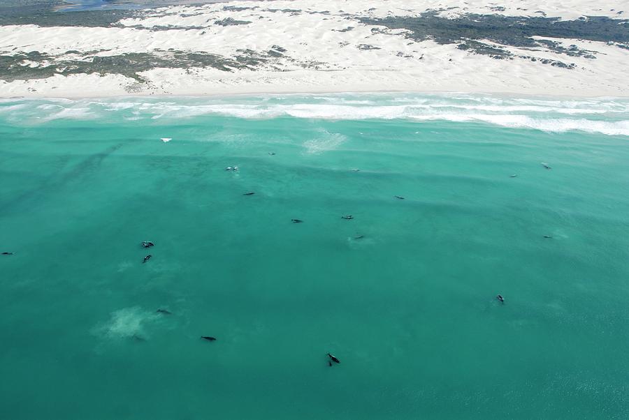 Southern Right Whale Breeding Group Photograph by Peter Chadwick/science Photo Library