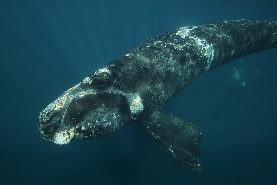 Southern Right Whale Calf Valdes Photograph by Hiroya  Minakuchi