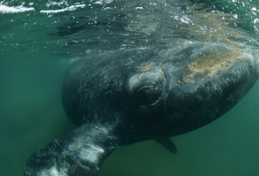 Southern Right Whale Close Up Argentina Photograph by Flip Nicklin