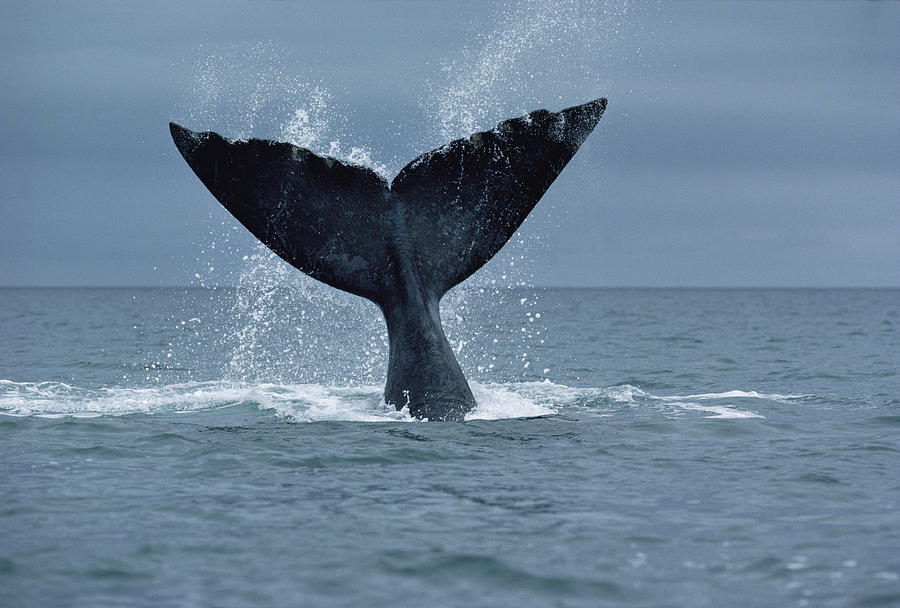 Animal Photograph - Southern Right Whale Fluke Argentina by Flip Nicklin