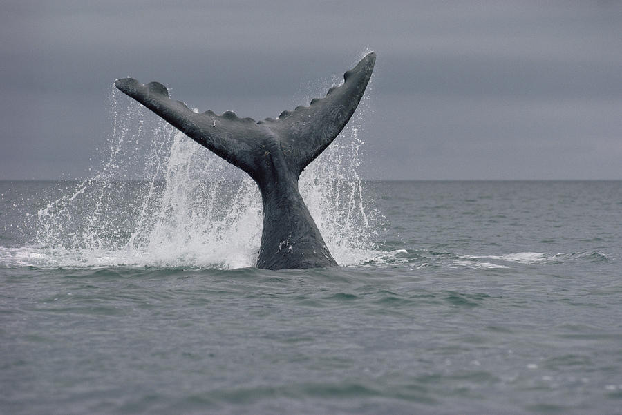 Southern Right Whale Tail Peninsula Photograph by Flip Nicklin