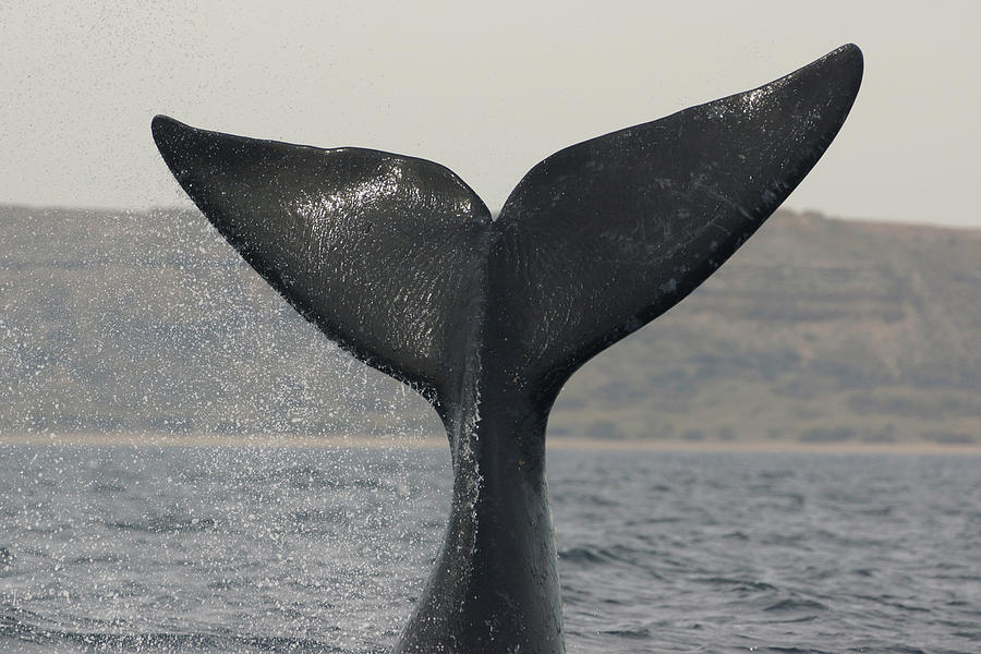 Southern Right Whale Tail Slap Argentina Photograph by Hiroya  Minakuchi