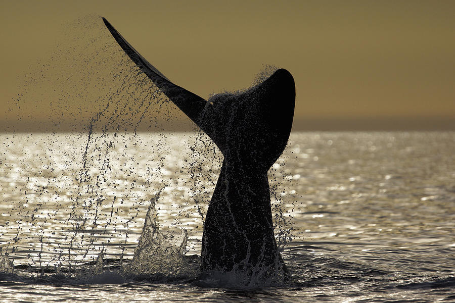 Southern Right Whale Tail Slap Valdes Photograph by Hiroya  Minakuchi