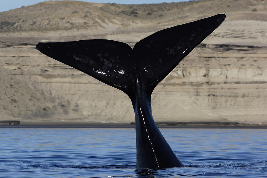Southern Right Whale Tail Valdes Photograph by Hiroya  Minakuchi