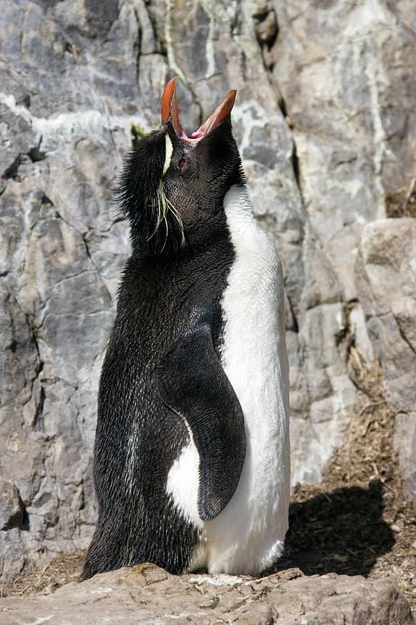 Southern Rockhopper Penguin Photograph by Steve Allen/science Photo Library