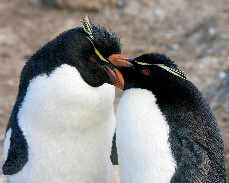Southern Rockhopper Penguins Courting Photograph by Steve Allen/science Photo Library