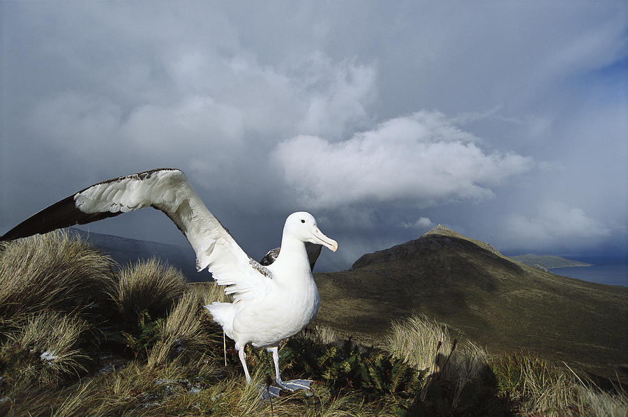 Southern Royal Albatross Campbell Island Photograph by Tui De Roy