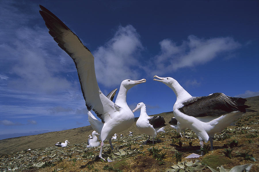 Southern Royal Albatross Gamming Group Photograph by Tui De Roy