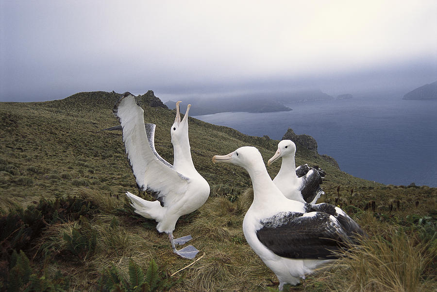 Southern Royal Albatross Group Courting Photograph by Tui De Roy