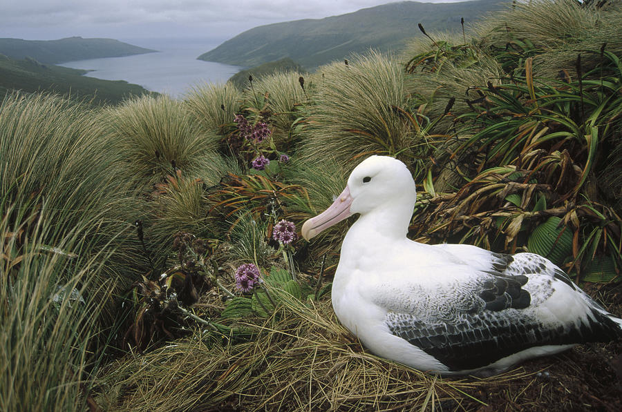 Southern Royal Albatross Nesting Photograph by Tui De Roy