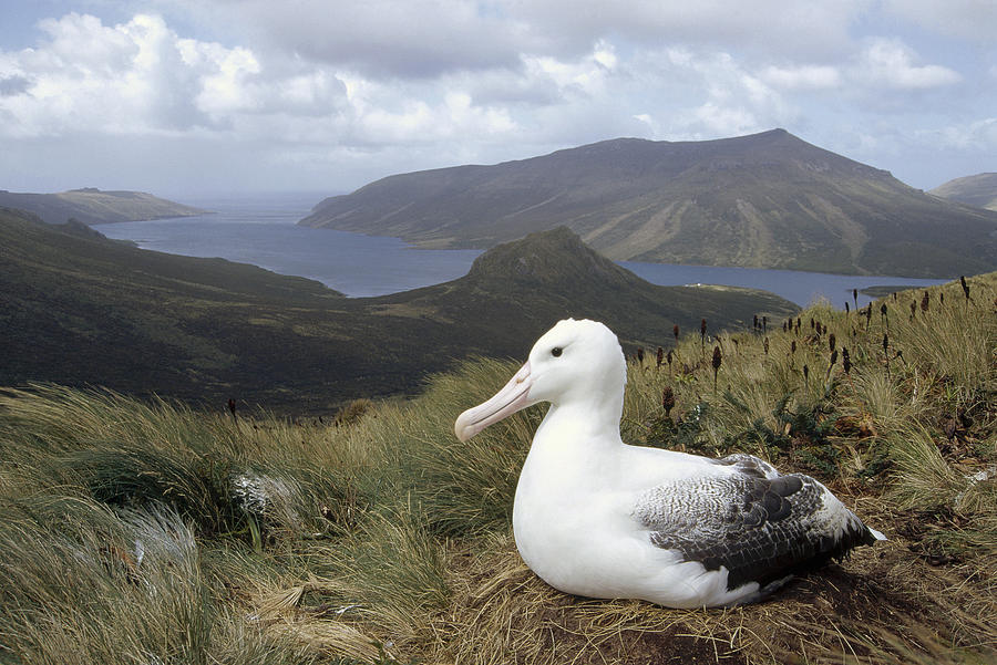 Southern Royal Albatross On Nest Photograph by Tui De Roy