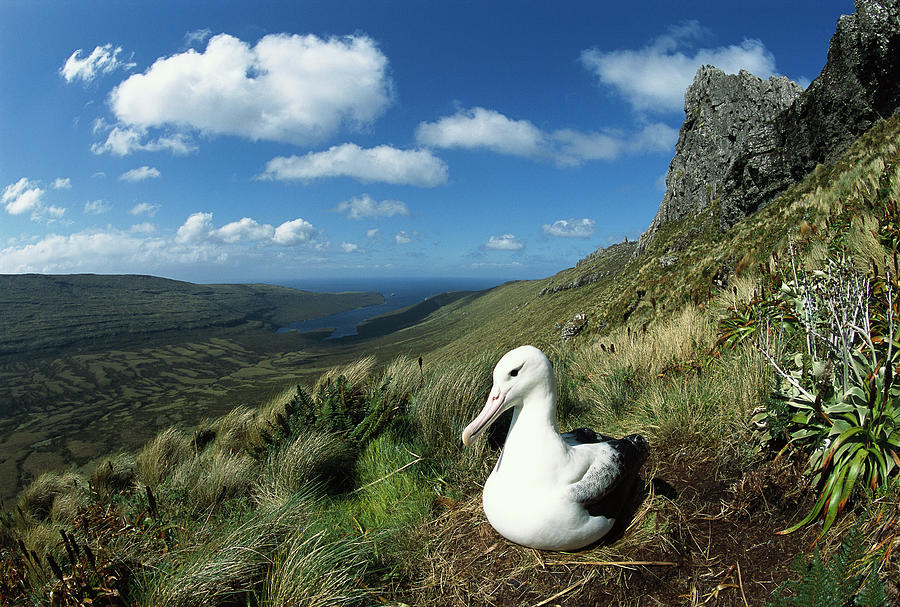 Southern Royal Albatross Photograph by Tui De Roy