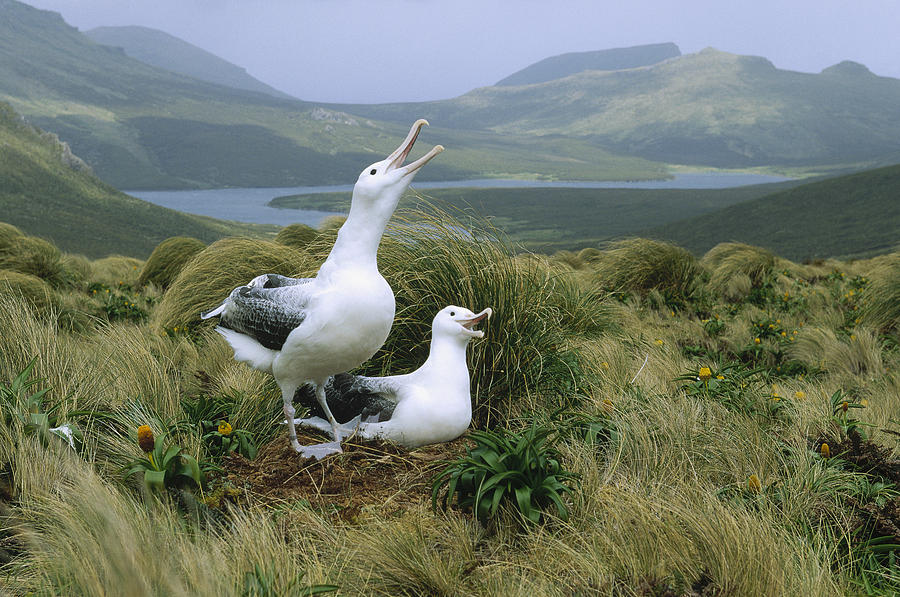Southern Royal Albatrosses At Nest Photograph by Konrad Wothe