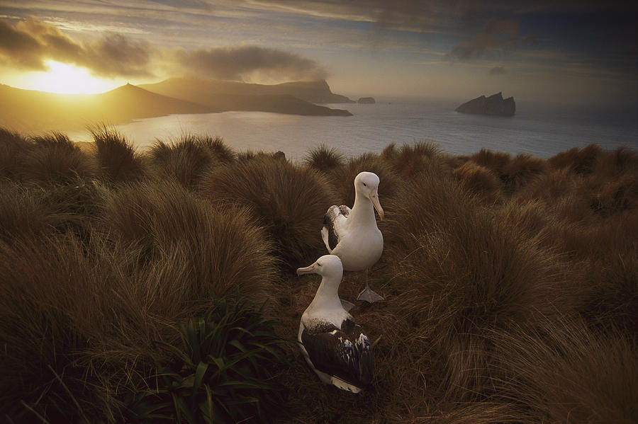 Southern Royal Albatrosses Courting Photograph by Tui De Roy