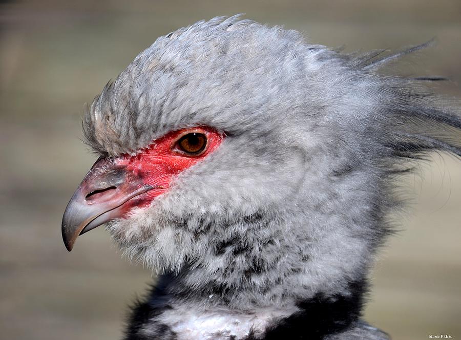 Southern Screamer Photograph by Maria Urso