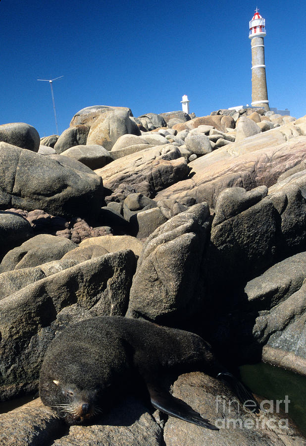 Southern Sea Lion And Lighthouse Photograph by William H. Mullins