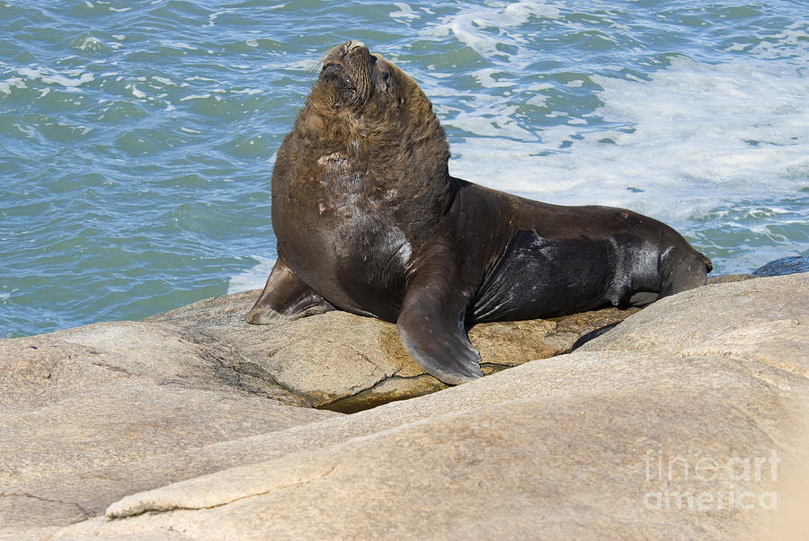 Southern Sea Lion Photograph by William H. Mullins