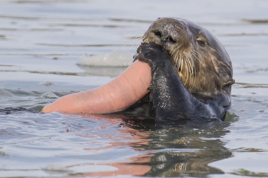 Southern Sea Otter eating Fat Innkeeper Worm close-up Photograph by Hal Beral