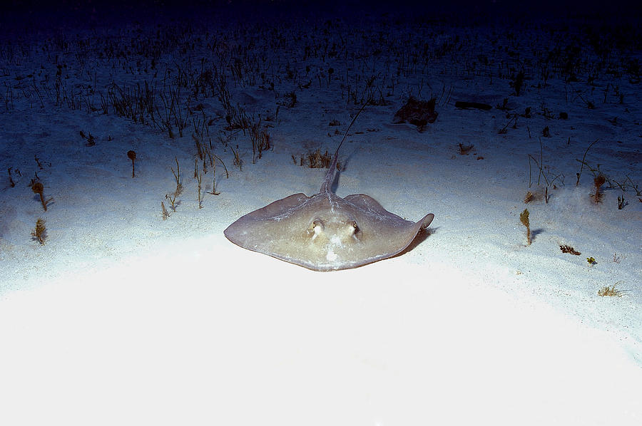 Southern Sting Ray Photograph by Charles Angelo