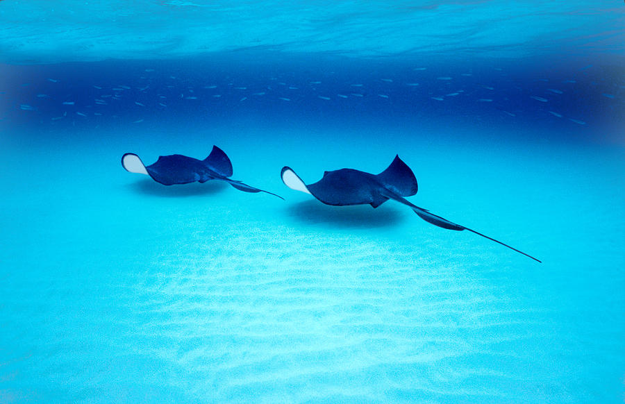 Southern Stingrays Grand Caymans Photograph by Panoramic Images