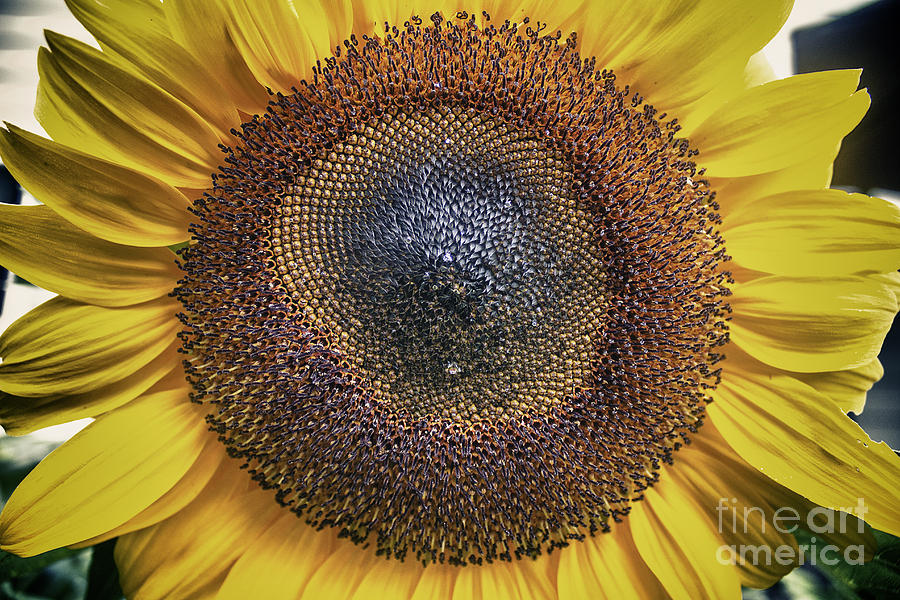 Sunflower Photograph - Southern Sun by Cris Hayes