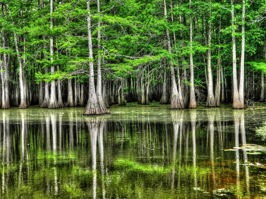 Tree Photograph - Southern Swamp by Ester McGuire