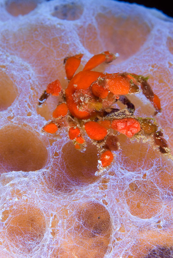 Southern Teardrop Crab Pelia Rotunda Photograph by Andrew J Martinez