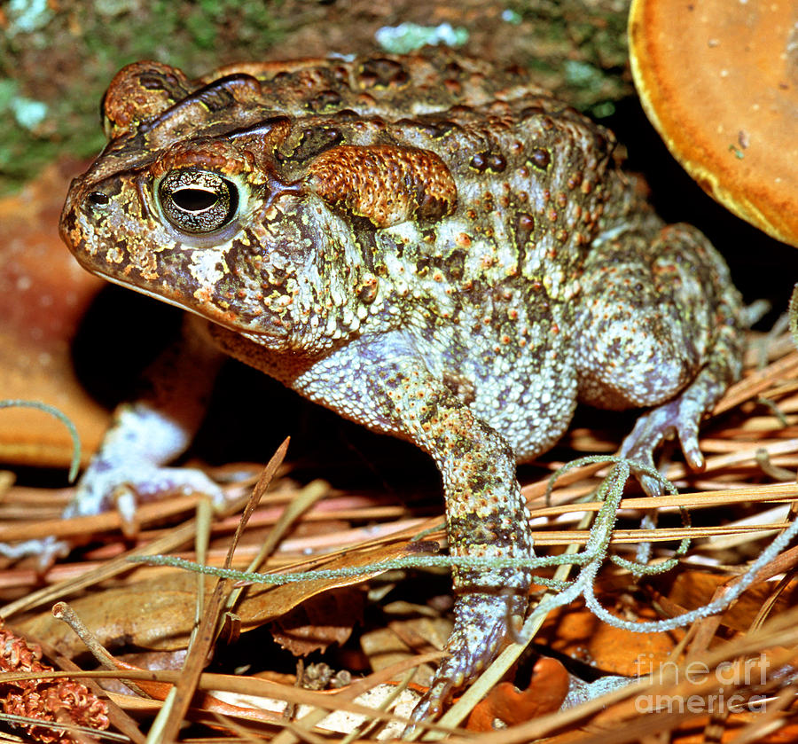 Southern Toad Bufo Terrestris Photograph by Millard H. Sharp - Pixels