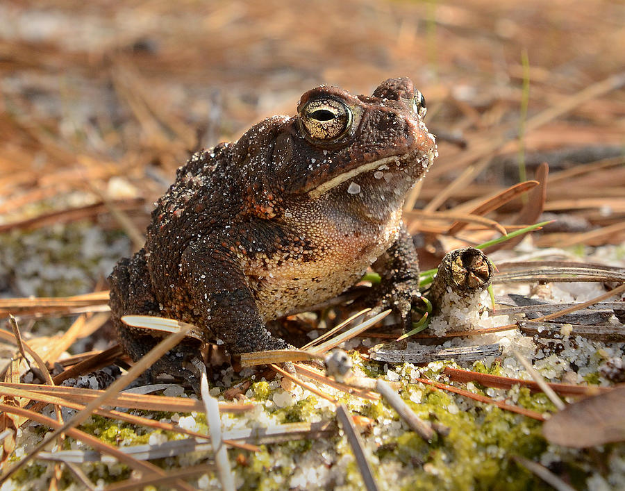 Southern Toad Photograph By Eric Abernethy - Fine Art America