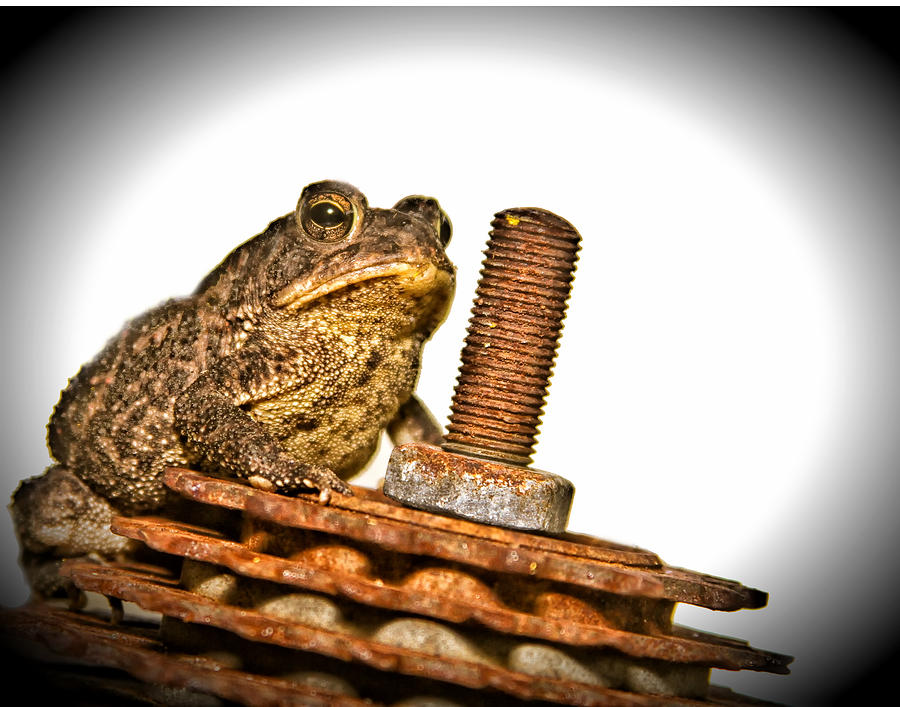 Southern Photograph - Southern toad by Joan Robinson