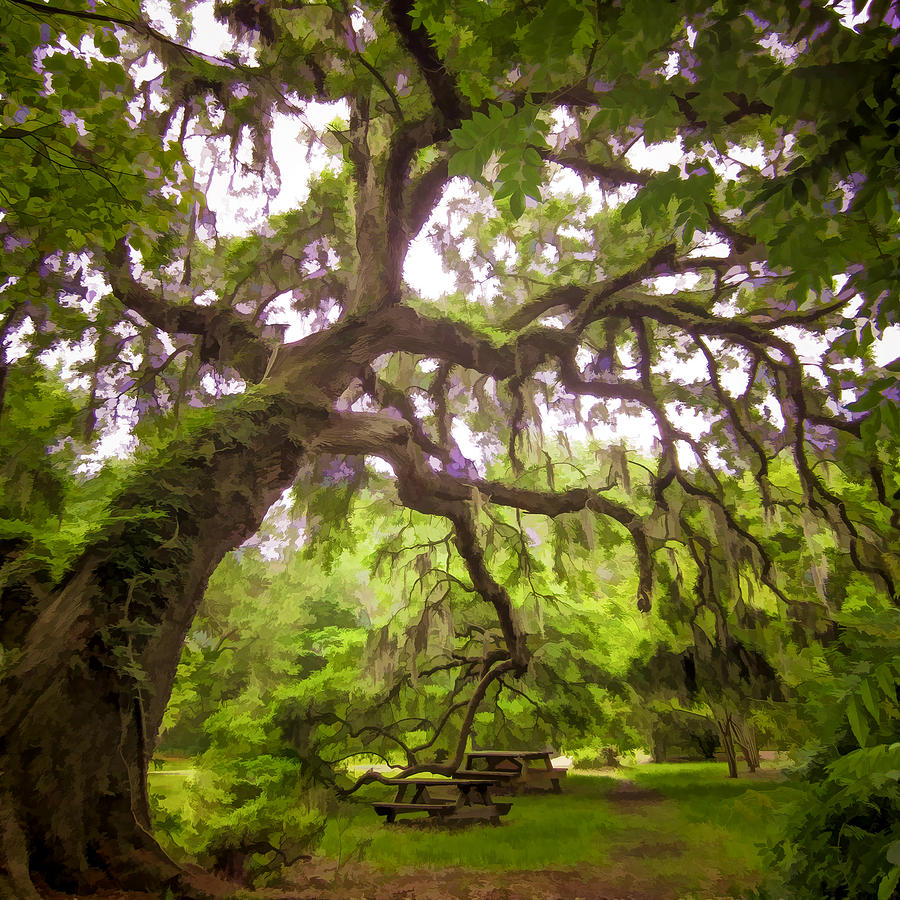 Nature Photograph - Southern Tree by Mary Underwood