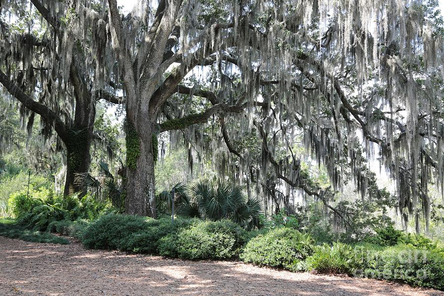 Southern Trees Photograph by Carol Groenen - Fine Art America