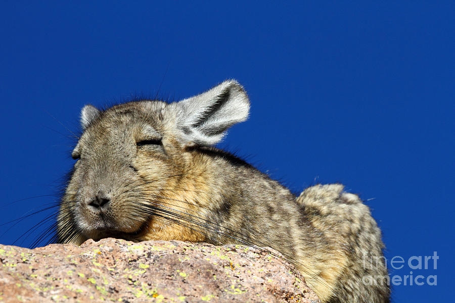 Southern Viscacha Photograph by James Brunker