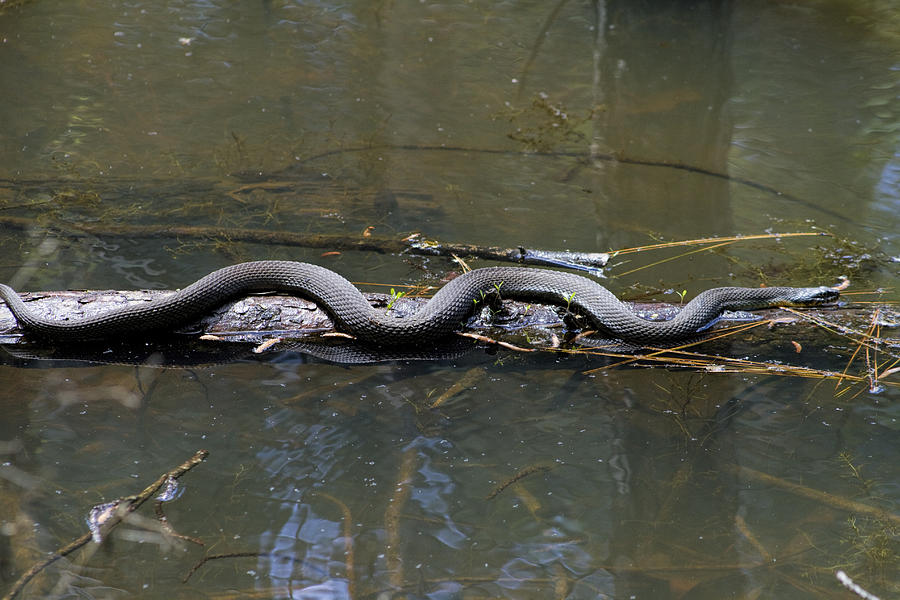 Southern Water Snake - Nerodia fasciata  Photograph by Kathy Clark