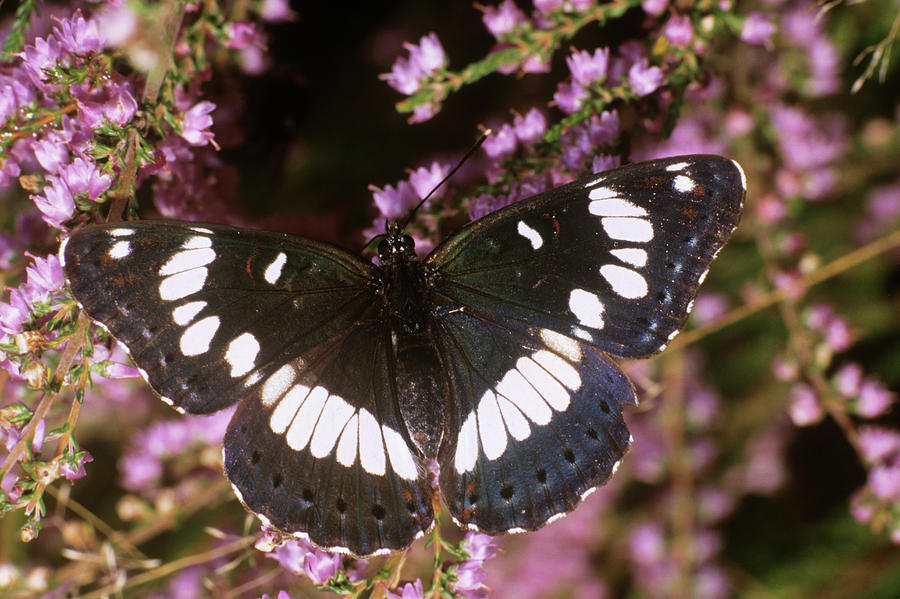Southern White Admiral Butterfly Photograph by M F Merlet/science Photo Library