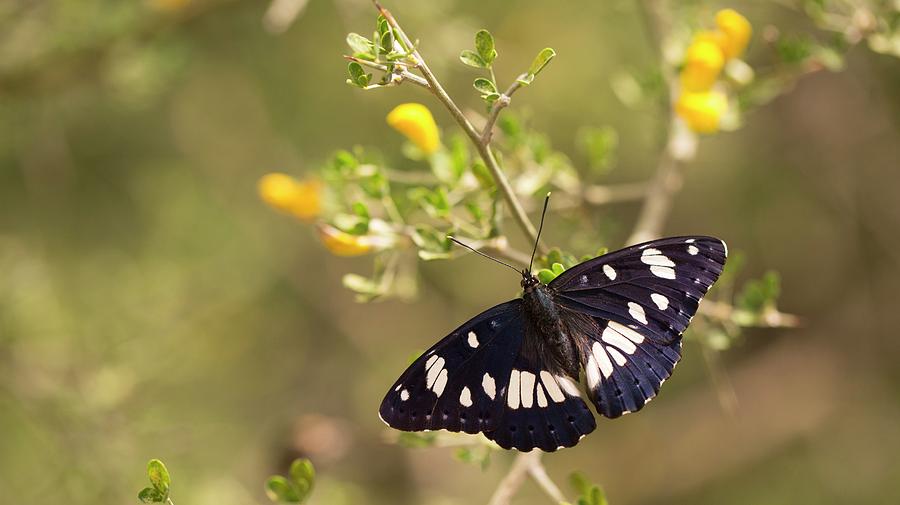 Southern White Admiral Butterfly Photograph by Photostock-israel/science Photo Library