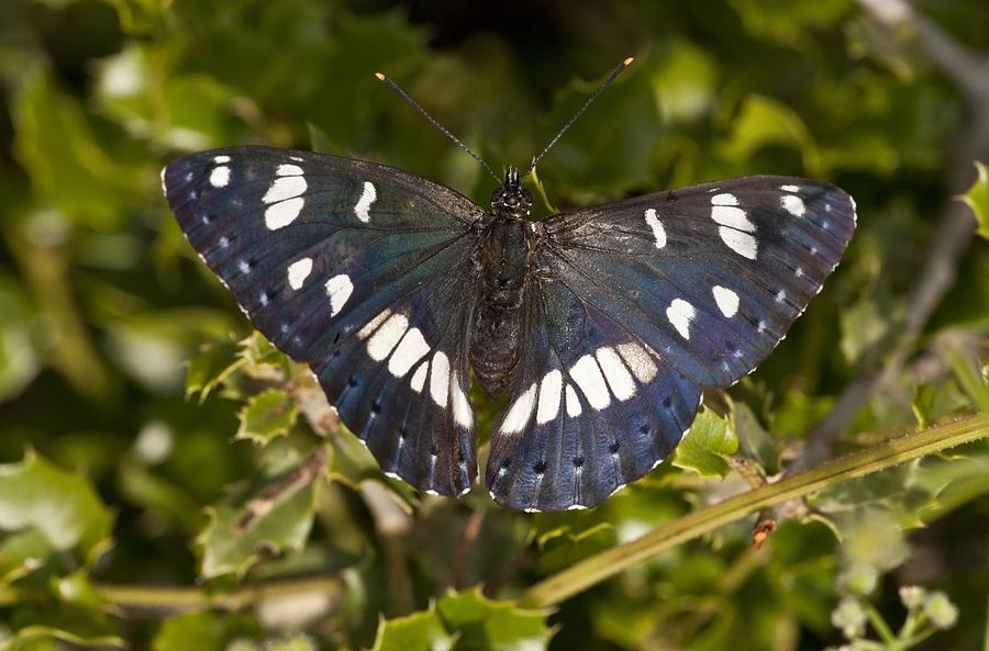 southern white admiral butterfly