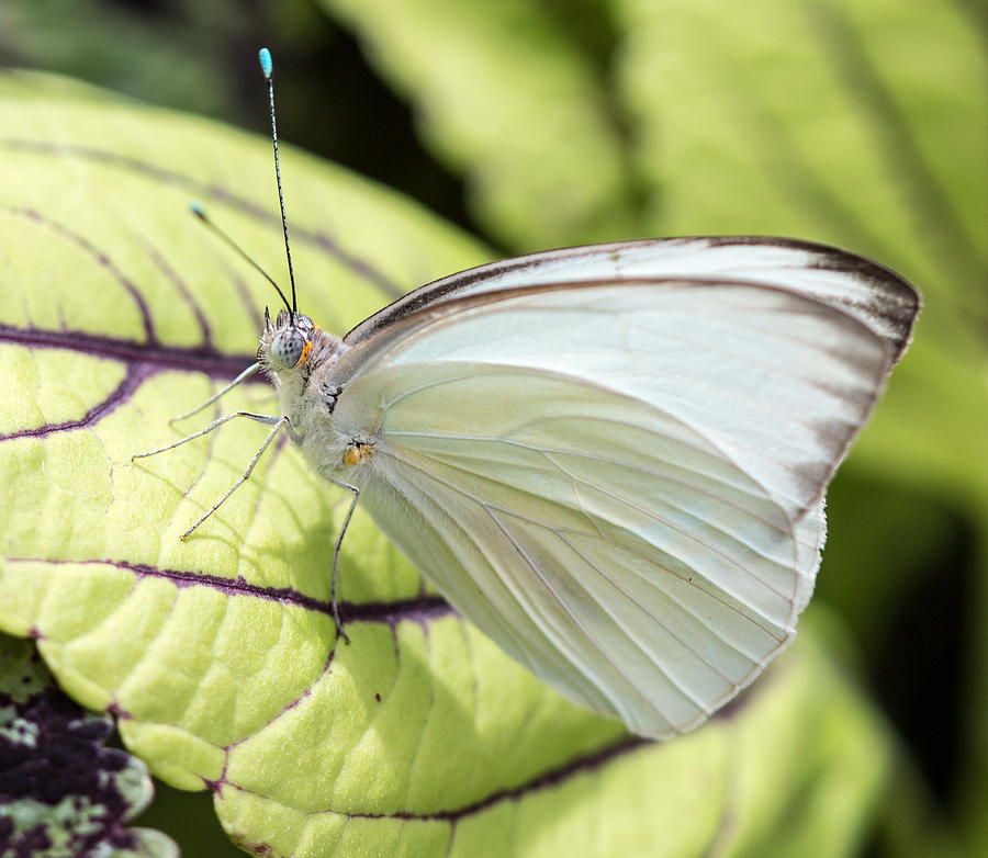 Southern White Butterfly Photograph by Cathy Donohoue