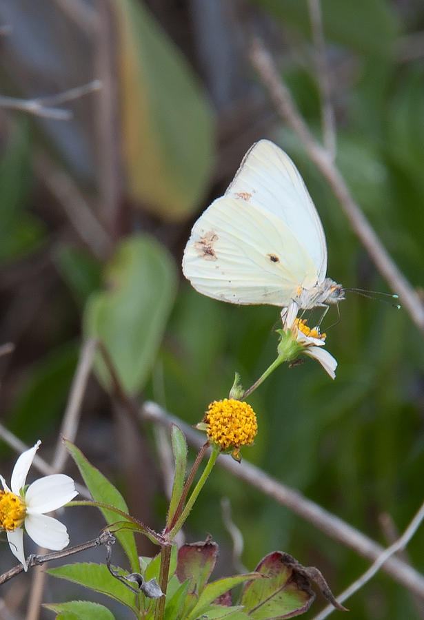 Southern White Butterfly Photograph by John Black