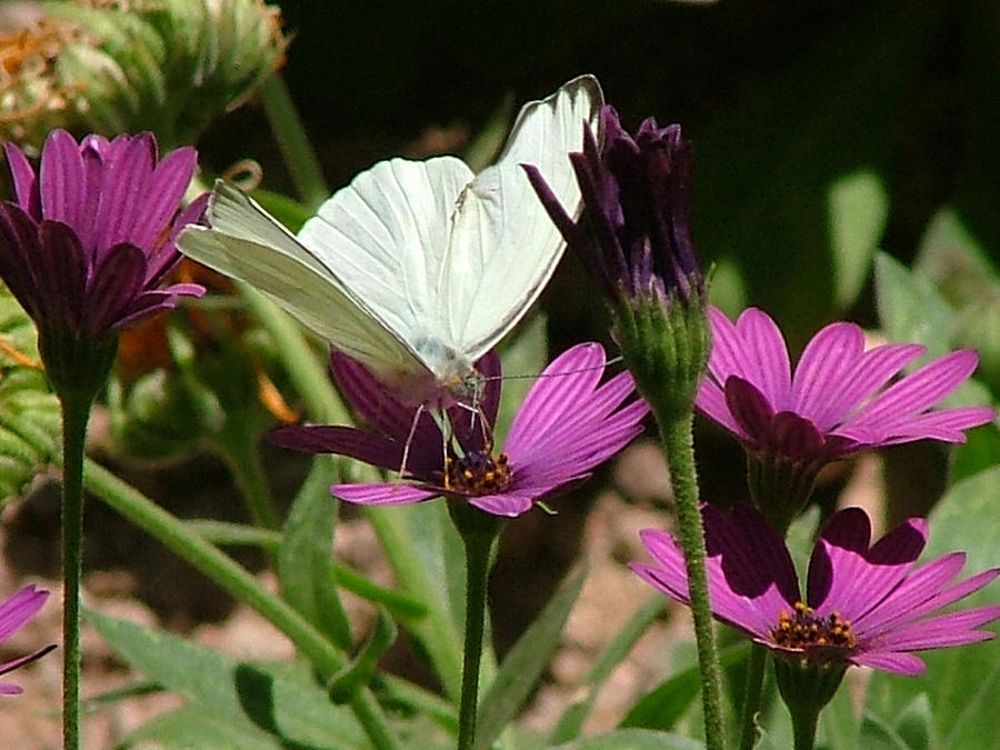 Southern White Butterfly on Purple Flower - 110 Photograph by Mary Dove