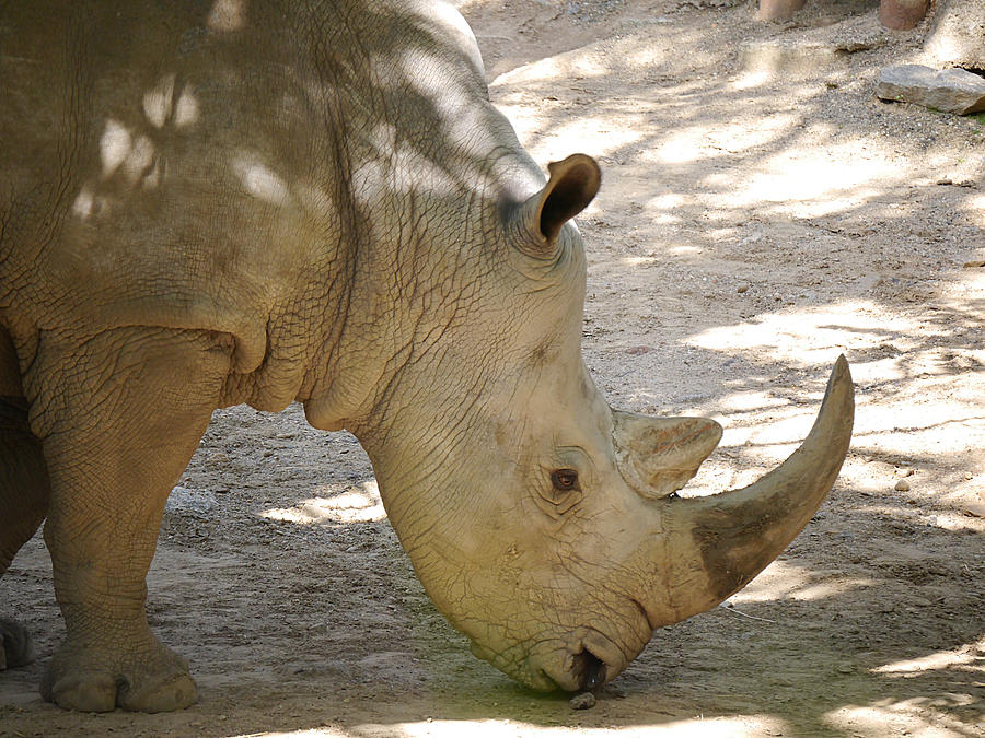 Southern White Rhinoceros Photograph by Richard Reeve