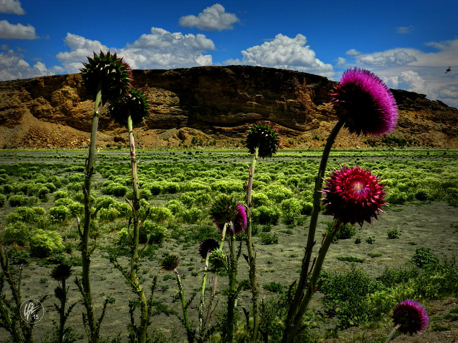 Flower Photograph - Southern Wyoming 002 by Lance Vaughn