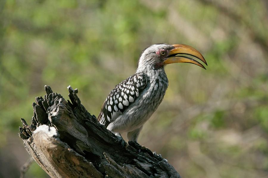 Southern Yellow-billed Hornbill Photograph by Dr P. Marazzi/science Photo Library