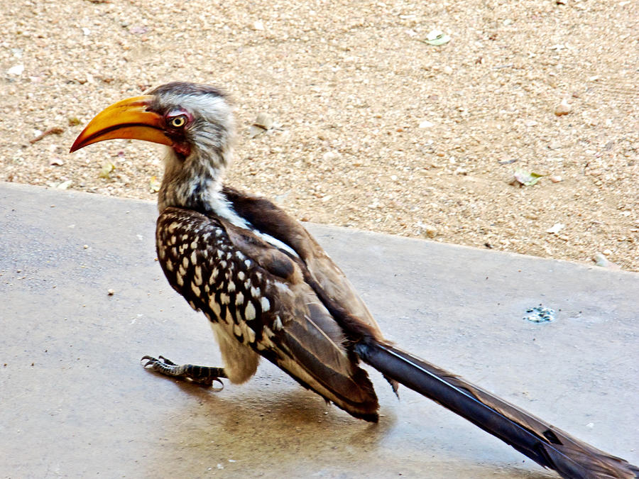 National Parks Photograph - Southern Yellow-billed Hornbill in Kruger National Park-South Africa by Ruth Hager