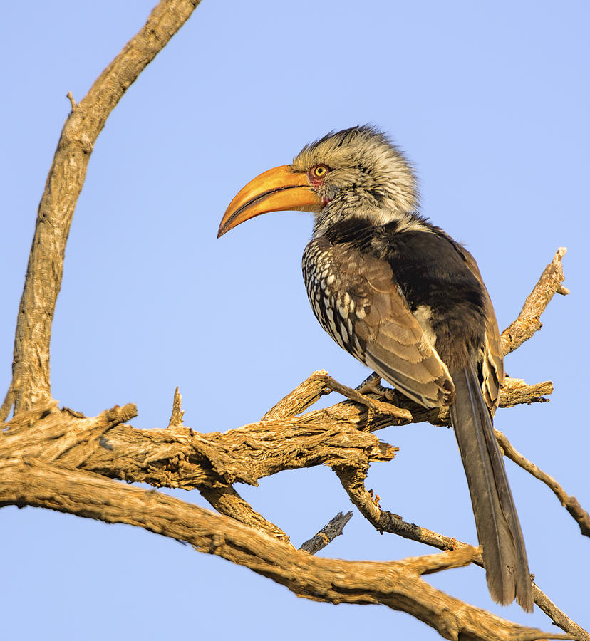 Southern Yellow-Billed Hornbill Sitting on a Branch Photograph by Paul W Sharpe Aka Wizard of Wonders
